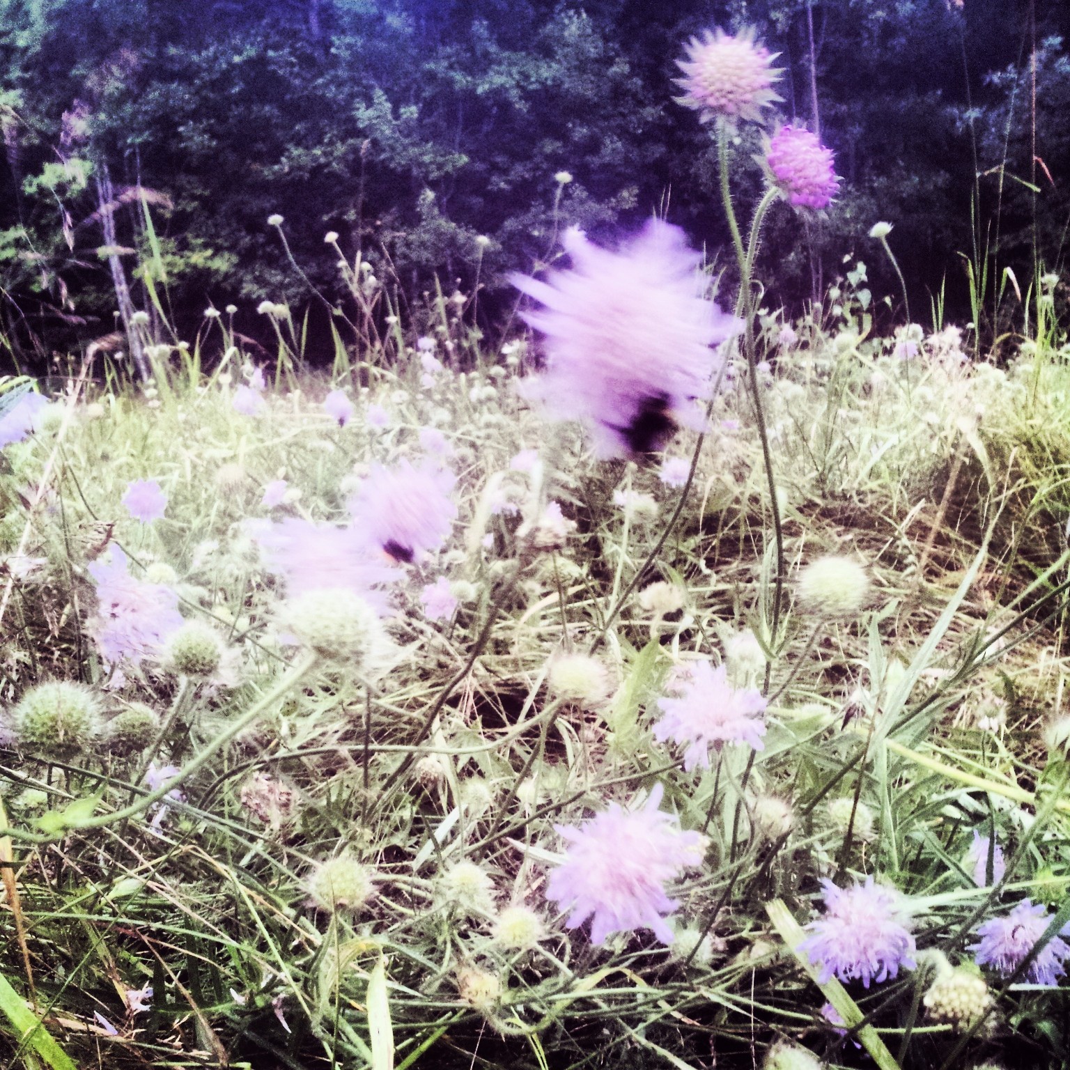 Vita blommor
