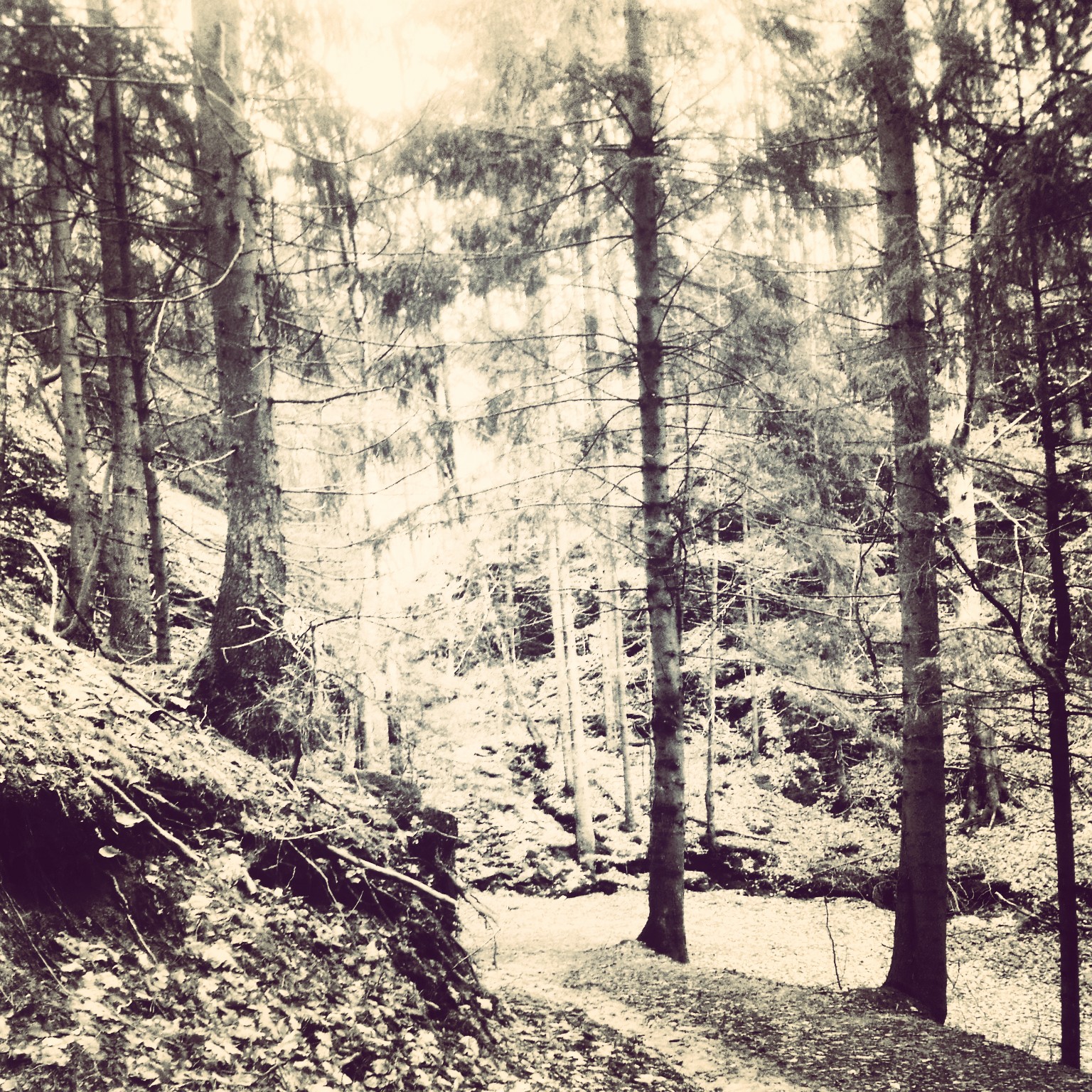 Skog i Bohuslän